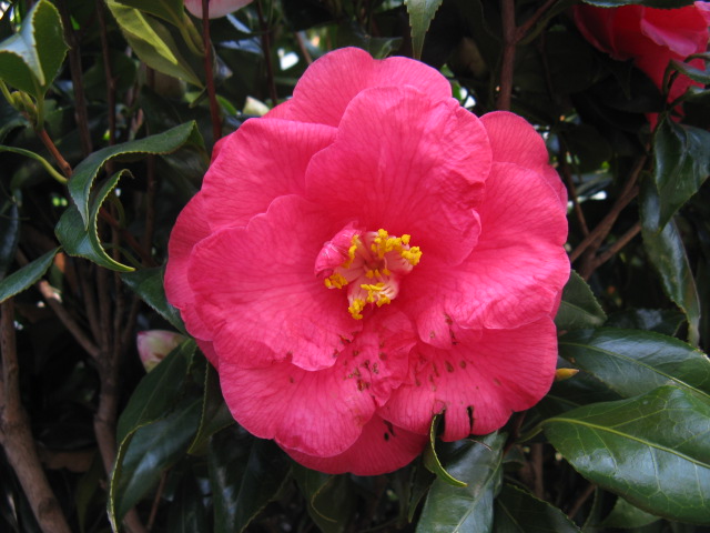 植物編のツバキ科のツバキ（赤）（椿（赤））