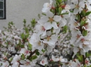 植物編のバラ科のユスラウメ（桜桃）