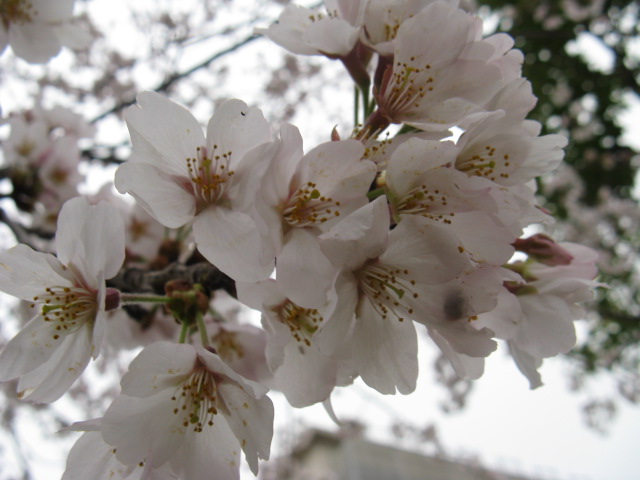 植物編のバラ科のサクラ（桜）