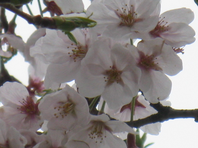 植物編のバラ科のサクラ（桜）