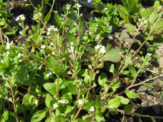 植物編のムラサキ科のキュウリグサ（胡瓜草）