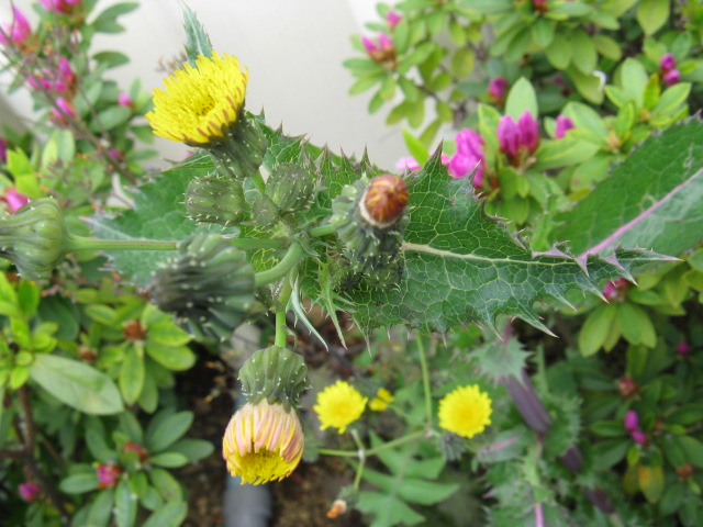 植物編のキク科のオニノゲシ（鬼野芥子）
