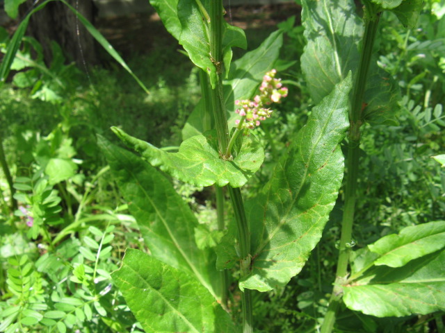 植物編のタデ科のスイバ（酢葉）