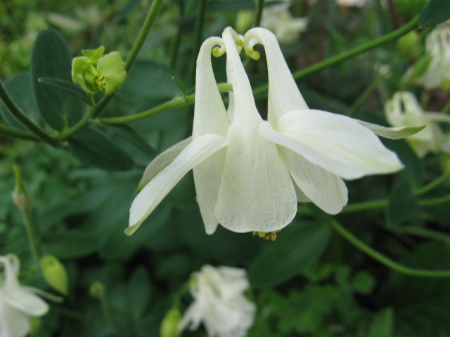 植物編のキンポウゲ科のオダマキ（苧環）