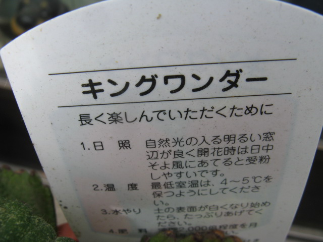 ʪԤΥХʤΥ