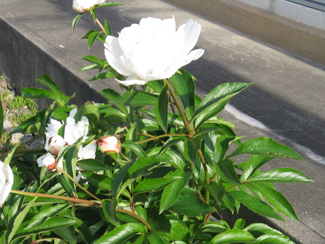 植物編のボタン科のシャクヤク（芍薬）