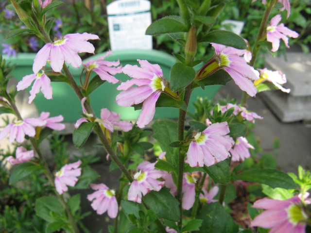 植物編のクサトベラ科のスカエボラ（スカエボラ）