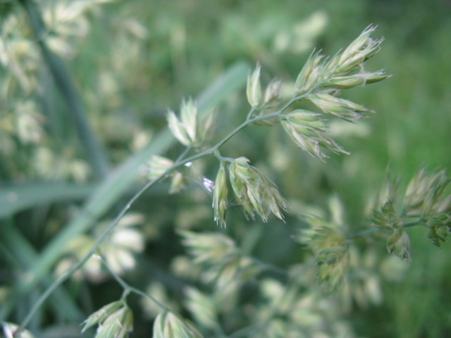 植物編のイネ科のカモガヤ（鴨茅）