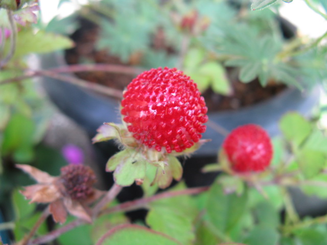 植物編のバラ科のヘビイチゴ
