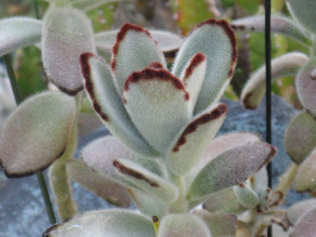 植物編のベンケイソウ科のツキトジ