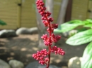 植物編のユキノシタ科のアカバナショウマ（赤花升麻）