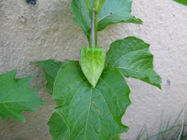 植物編のナス科のホオズキ（鬼灯）