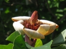 植物編のモクレン科のウケザキオオヤマレンゲ（受咲大山蓮華）