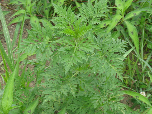 植物編のキク科のブタクサ