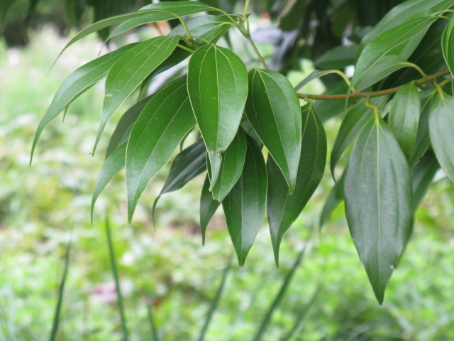 植物編のクスノキ科のニッケイ