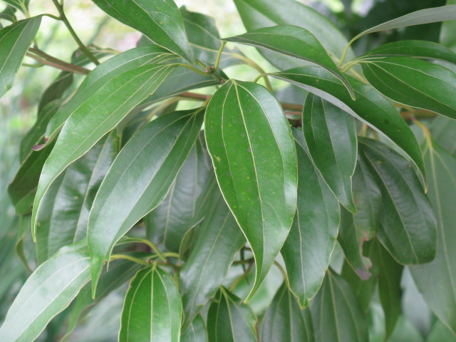 植物編のクスノキ科のニッケイ