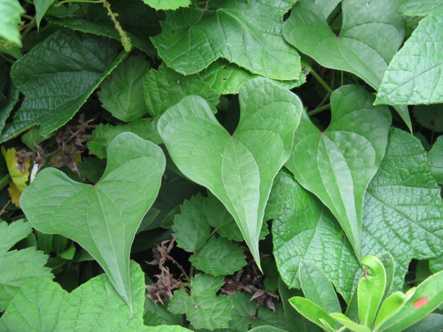 植物編のヤマノイモ科のオニドコロ（鬼野老）