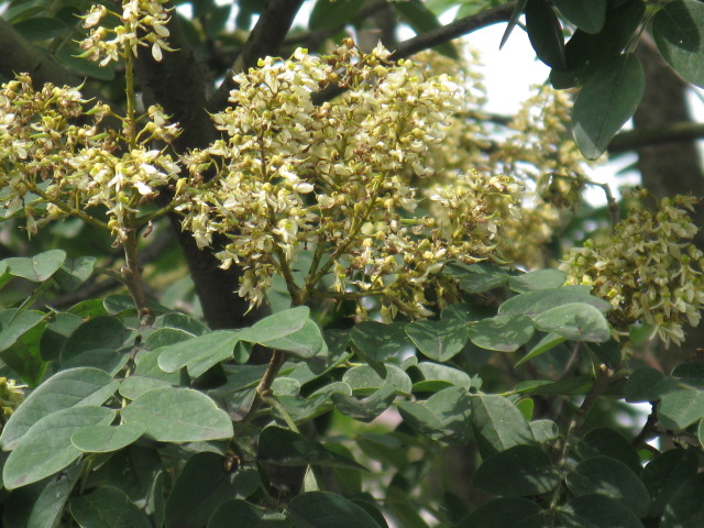 植物編のマメ科のイヌエンジュ（犬槐）