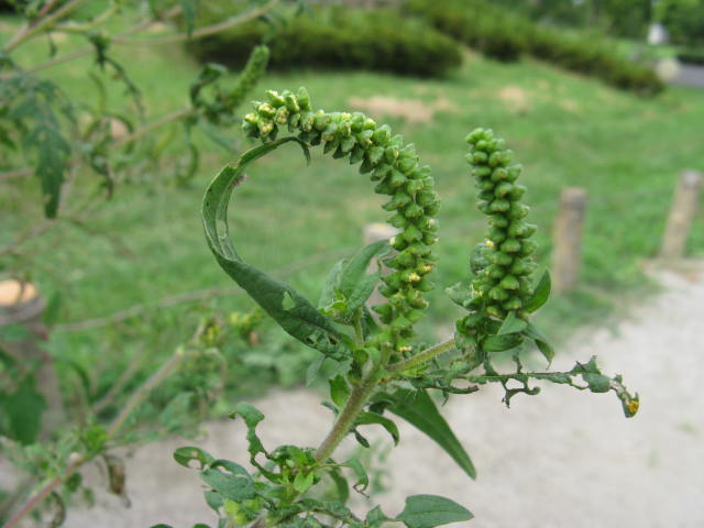 植物編のキク科のブタクサ