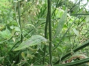 植物編のクマツヅラ科のアレチハナガサ（荒地花笠）