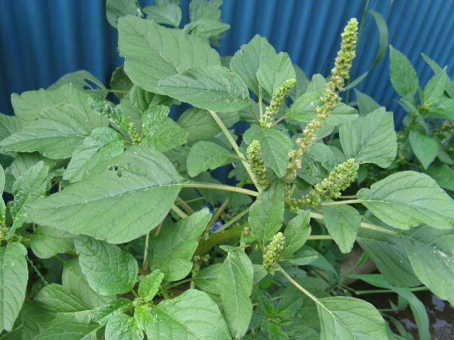 植物編のヒユ科のイヌビユ（イヌビユ）