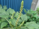 植物編のヒユ科のイヌビユ(イヌビユ)