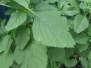 植物編のヒユ科のイヌビユ(イヌビユ)
