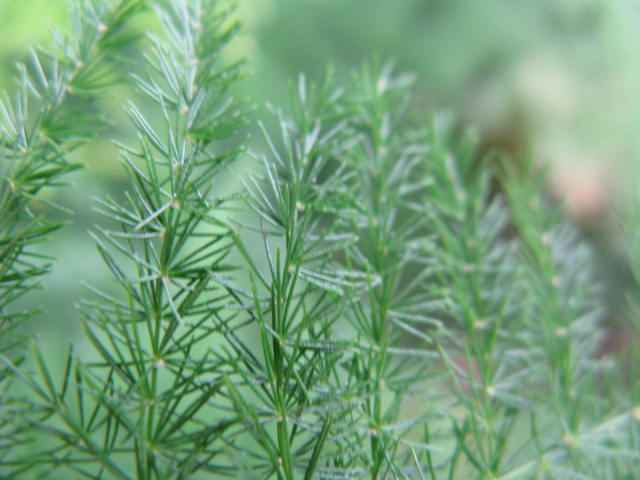 植物編のユリ科のアスパラガス・ナナス（アスパラガス・ナナス）