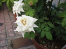 植物編のバラ科のバラ（ブライダルホワイト）（薔薇）