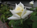植物編のバラ科のバラ（ブライダルホワイト）（薔薇）