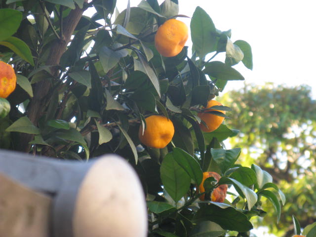 植物編のミカン科のキシュウミカン（紀州蜜柑）