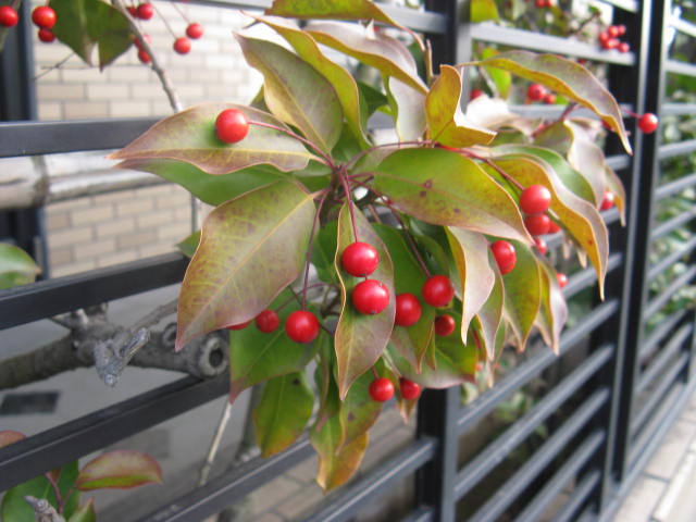 植物編のモチノキ科のソヨゴ（冬青）