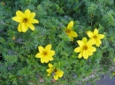 植物編のキク科のウインターコスモス(ウインターコスモス)