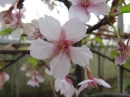 植物編のバラ科のサクラ（桜）