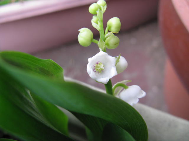 植物編のユリ科のドイツスズラン（独逸鈴蘭）