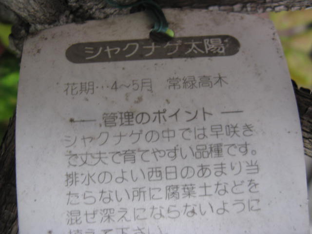 植物編のツツジ科のシャクナゲ（石楠花）