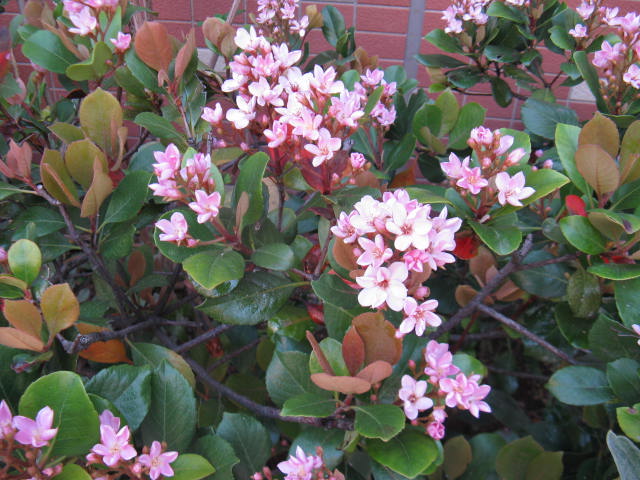 植物編のバラ科のベニバナシャリンバイ(紅花車輪梅)