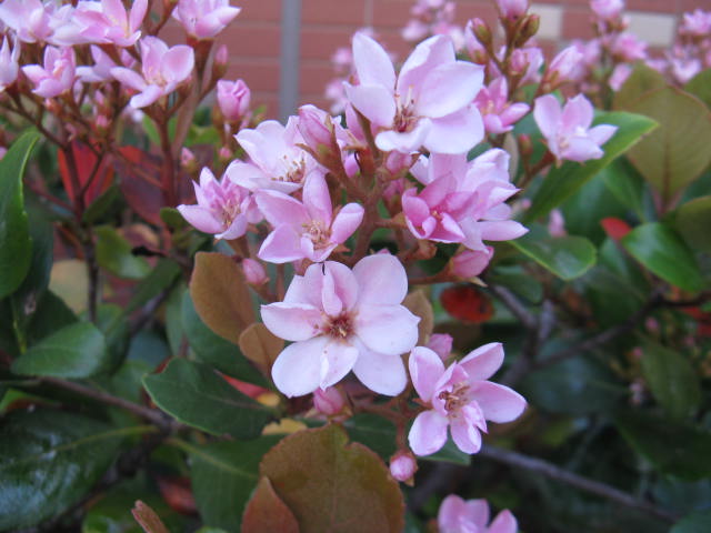 植物編のバラ科のベニバナシャリンバイ(紅花車輪梅)