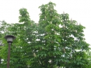 植物編のトチノキ科のトチノキ（栃の木）