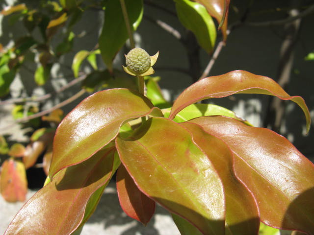 植物編のミズキ科のヒマラヤヤマボウシ（ヒマラヤヤマボウシ）