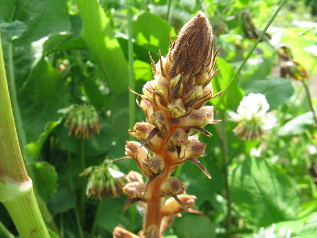植物編のハマウツボ科のヤセウツボ（痩靫）