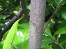 植物編のバラ科のセイヨウバクチノキ（西洋博打木）