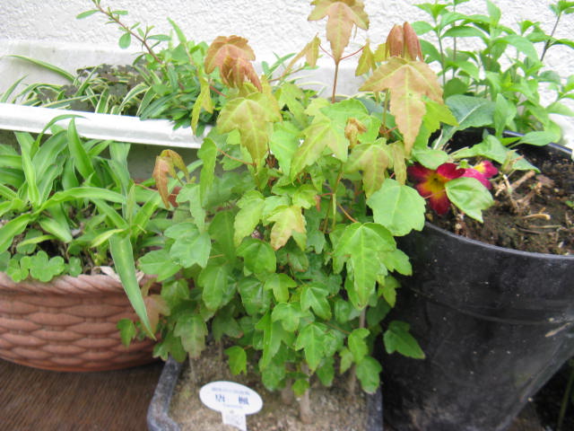 ナンでも図鑑 （植物編）