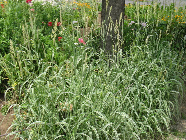 植物編のイネ科のアケボノアシ（曙葦）