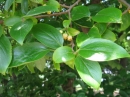 植物編のカキノキ科のカキノキ（柿の木）