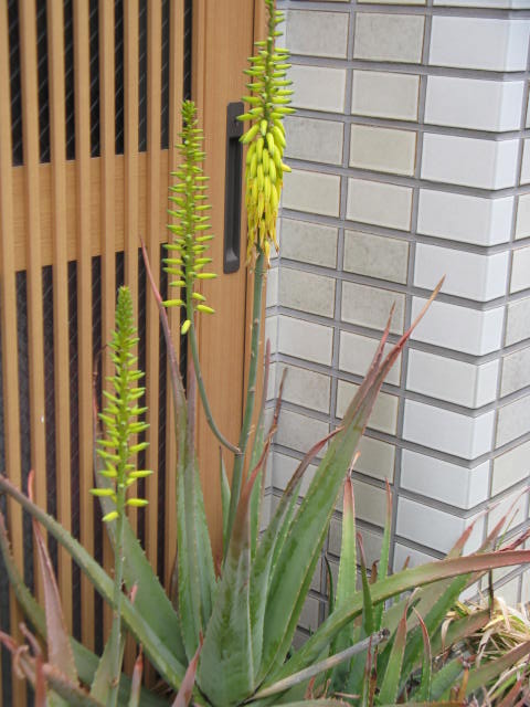 植物編のアロエ科のアロエベラ（アロエベラ）