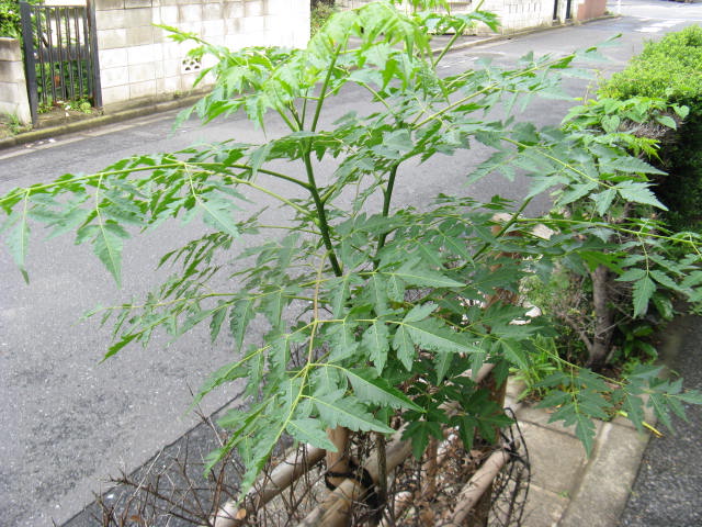 植物編のセンダン科のセンダン