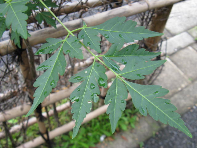 植物編のセンダン科のセンダン