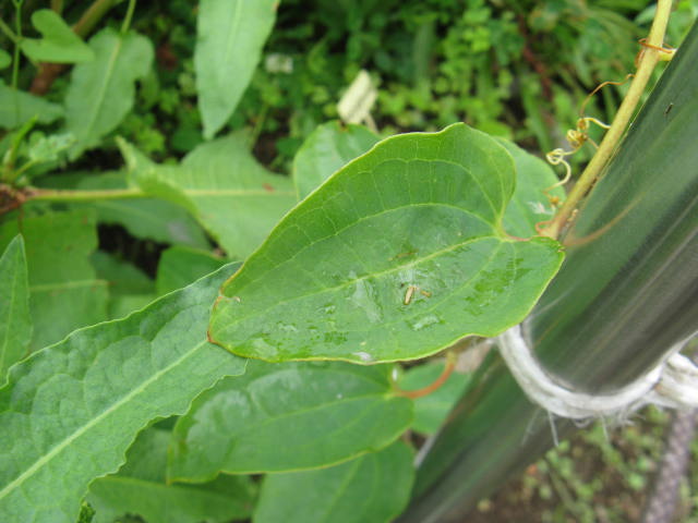 植物編のサルトリイバラ科のタチシオデ（立牛尾菜）