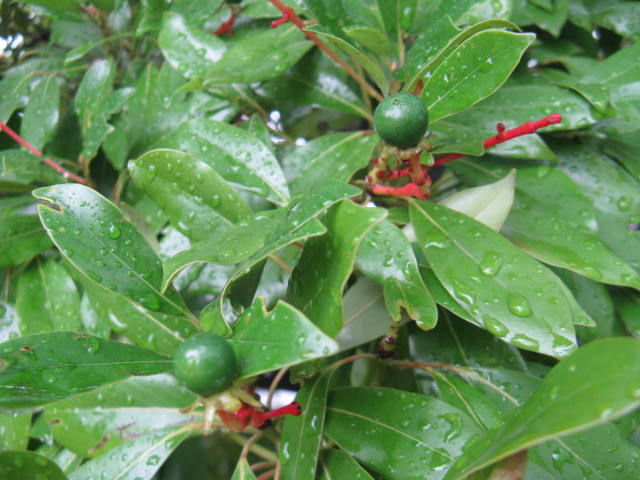 植物編のクスノキ科のタブノキ